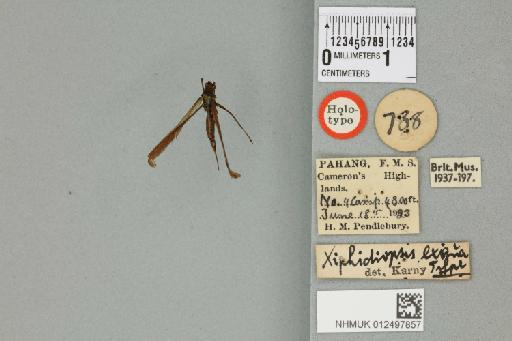 Xiphidiopsis exigua Karny, 1926 - 012497857_72187_85859