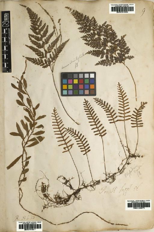 Polypodium L. - BM001046971