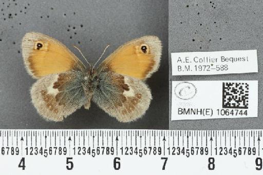 Coenonympha pamphilus ab. biocellata Strand, 1904 - BMNHE_1064744_25934