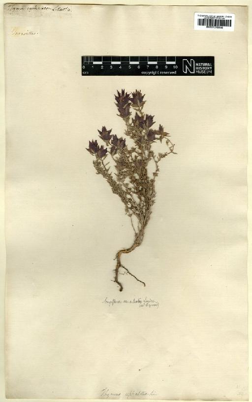 Thymus longiflorus var. ciliatus Sandwith - BM001010638