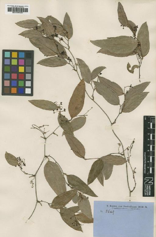 Smilax glycophylla Sm. - BM000990264