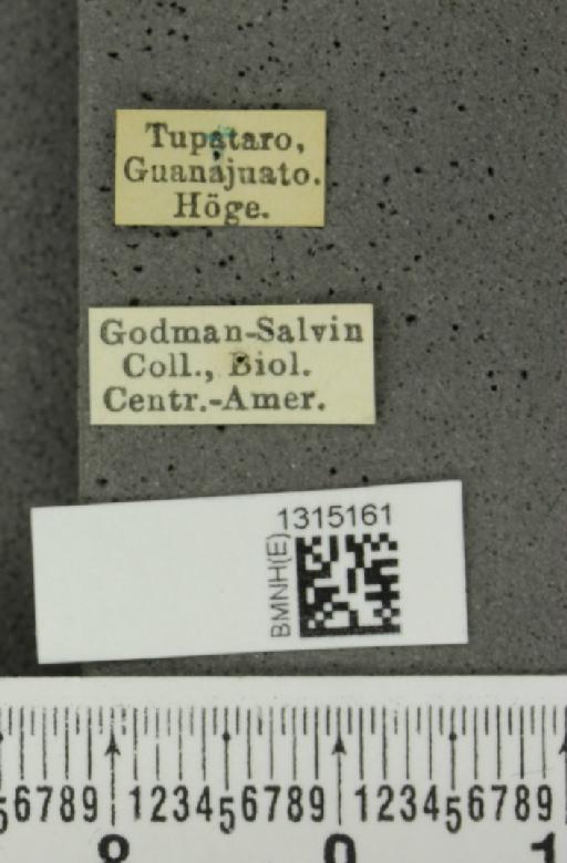Leptinotarsa behrensi Harold, 1877 - BMNHE_1315161_label_14861