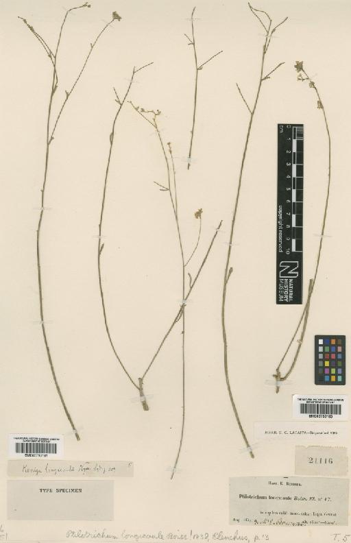 Ptilotrichum longicaule Boiss. - BM000750181