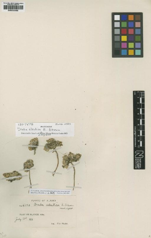 Draba aleutica E.Ekman - BM000920882