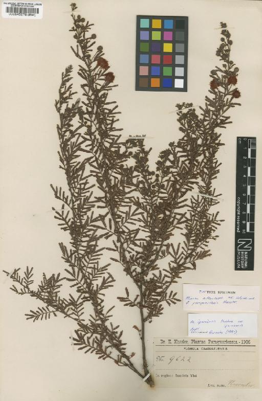 Mimosa iperoensis var. iperoenesis Hoehne - BM000545278