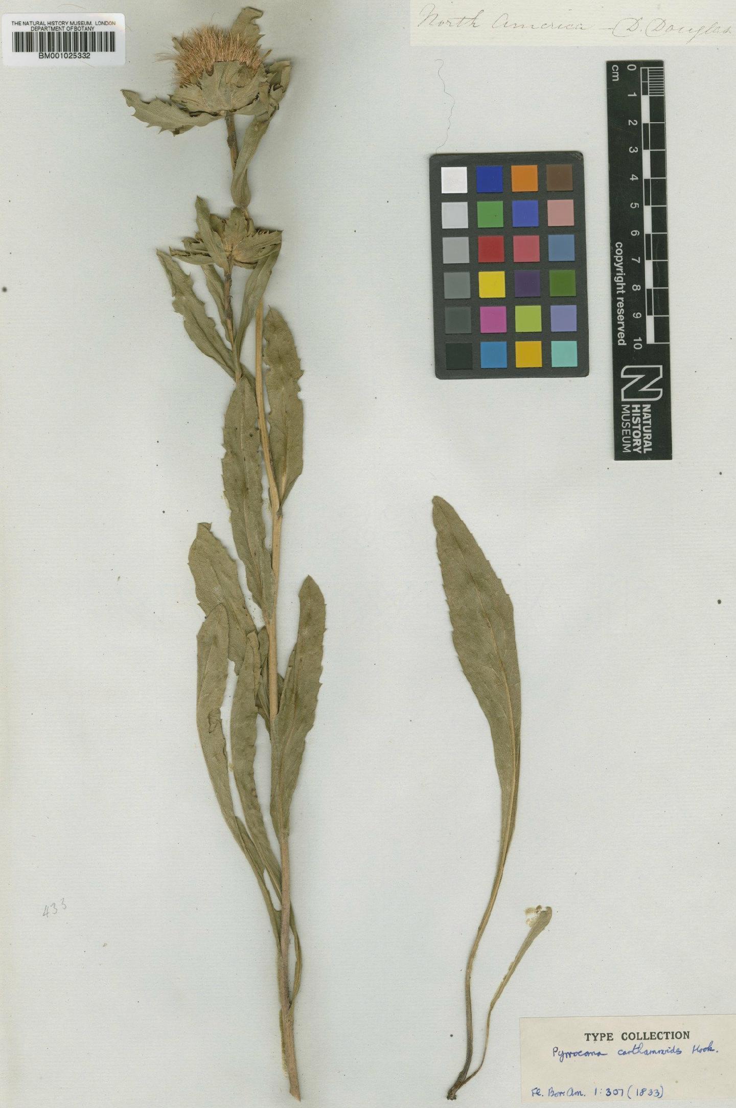 To NHMUK collection (Haplopappus carthamoides (Hook.) A.Gray; Type; NHMUK:ecatalogue:746069)