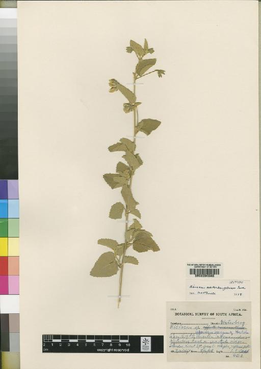 Hibiscus waterbergensis Exell - BM000645545