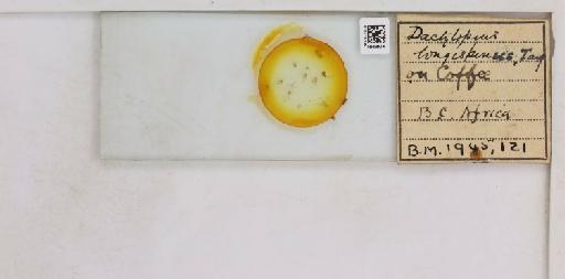 Pseudococcus longispinus Targioni-Tozzetti, 1867 - 010715235__