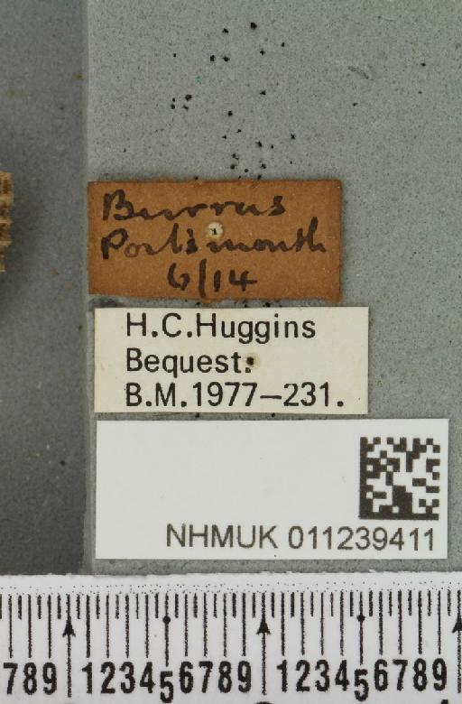 Apterogenum ypsilon (Denis & Schiffermüller, 1775) - NHMUK_011239411_label_640000