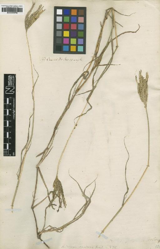 Dichanthium annulatum (Forssk.) Stapf - BM000959762