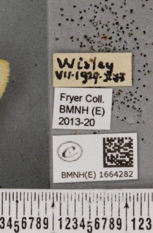 Cybosia mesomella (Linnaeus, 1758) - BMNHE_1664282_label_284813