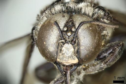 Apis muscaria Fabricius, 1775 - Apis muscaria BMNH(E)668696 type male head frontal