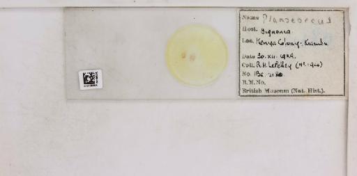 Planococcus Ferris, 1950 - 010138894__