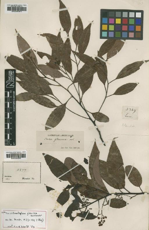 Ocotea glaucina (Meisn.) Mez - BM000993975