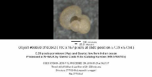 Neogloboquadrina dutertrei (d'Orbigny) - ZF7105-Globoquadrina-eggeri_obj00030_plane000.jpg