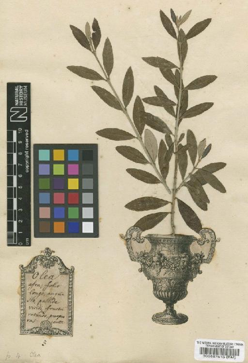 Olea europaea L. - BM000557515