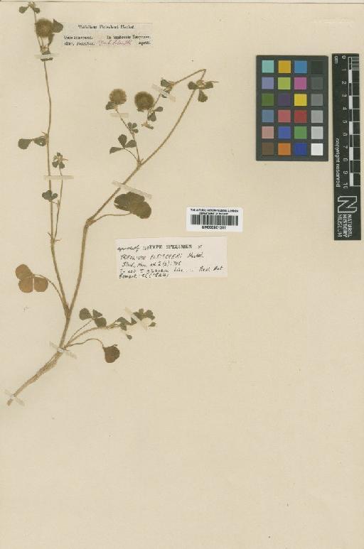 Trifolium globosum L. - BM000901201