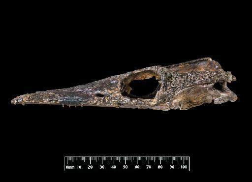 Pelagosaurus typus - OR32599-CR-32599-003-01112018-1