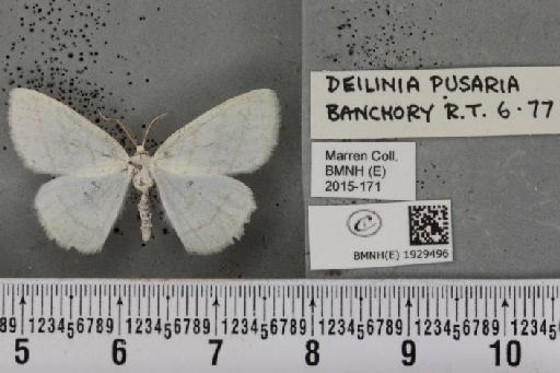 Cabera pusaria (Linnaeus, 1758) - BMNHE_1929496_494901