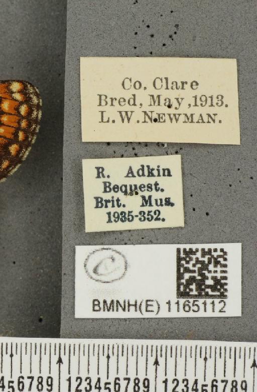 Euphydryas aurinia f. hibernica Birchall, 1873 - BMNHE_1165112_label_52666