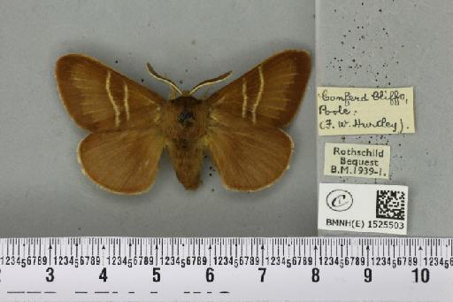 Macrothylacia rubi (Linnaeus, 1758) - BMNHE_1525503_196134