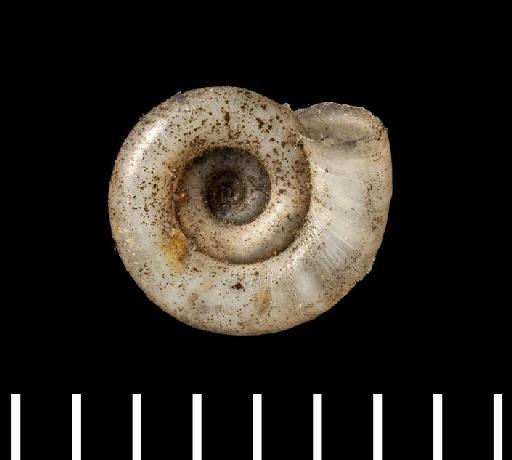 Planorbis heloicus subterclass Tectipleura d'Orbigny, 1835 - Planorbis heloicus d'Orbigny, 1835 - LECTOTYPE - 1854.12.4.194 - (umbilical view)