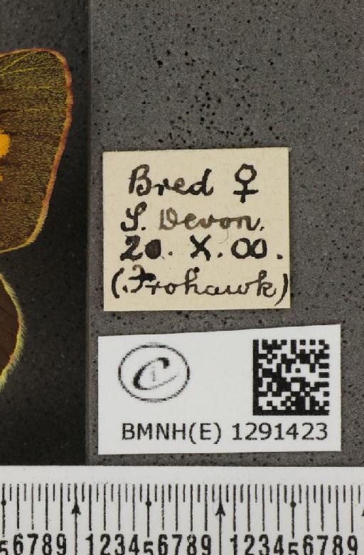 Colias croceus (Geoffroy, 1785) - BMNHE_1291423_label_126606