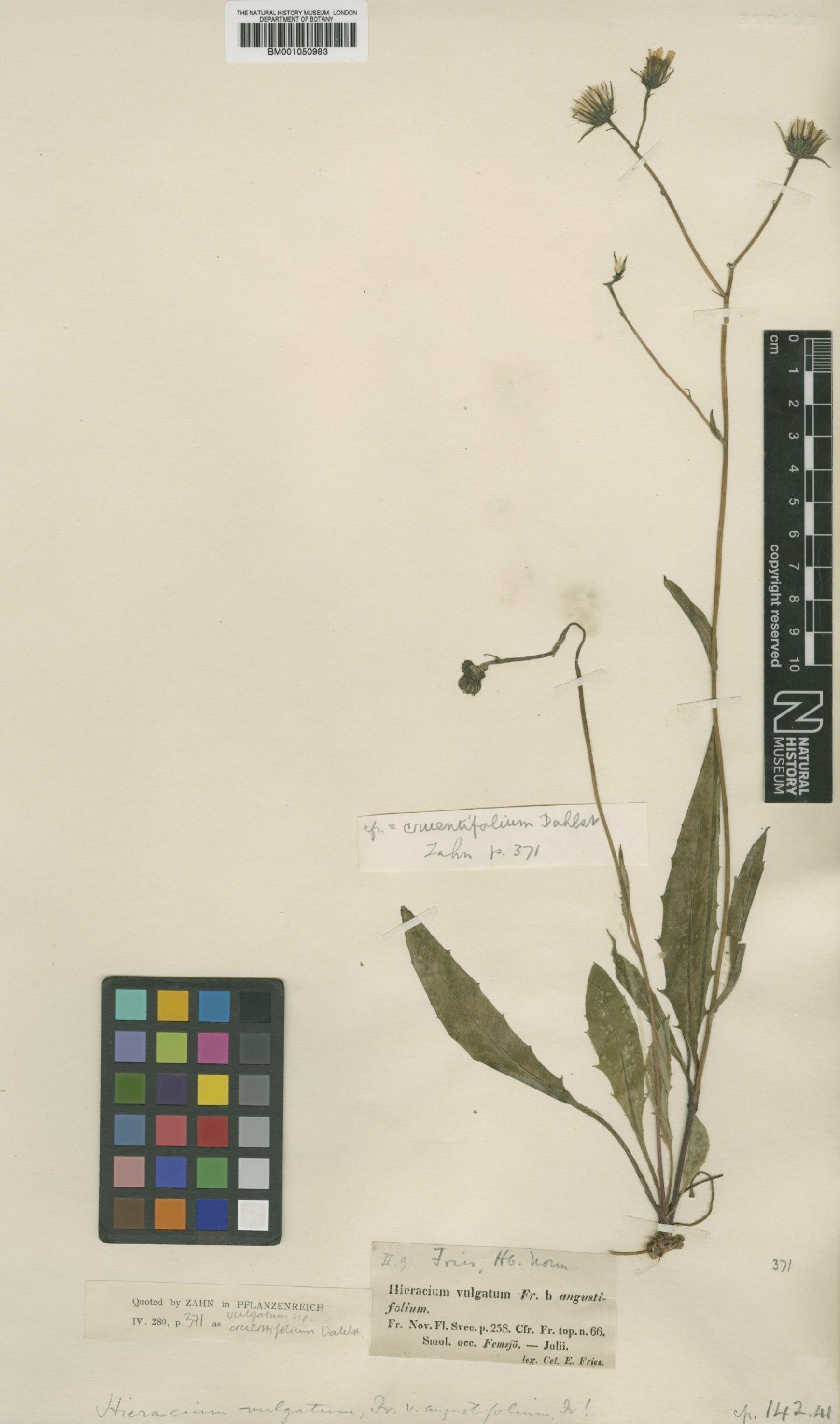 To NHMUK collection (Hieracium vulgatum subsp. cruentifolium Dahlst.; TYPE; NHMUK:ecatalogue:2414155)