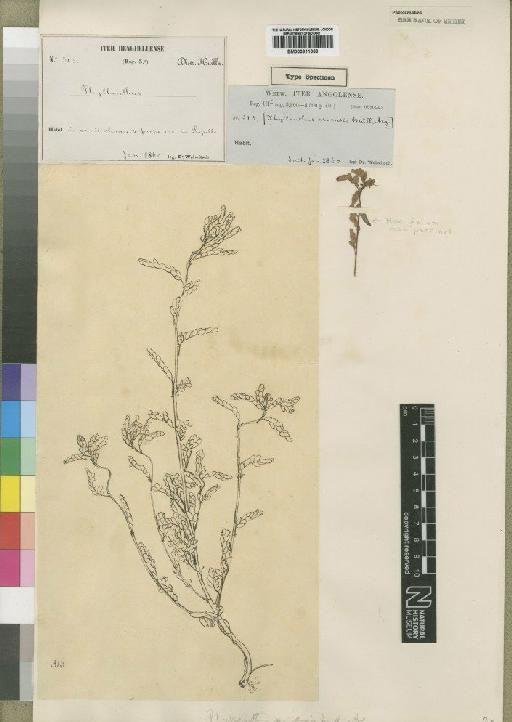 Phyllanthus arvensis Müll.Arg. - BM000911069