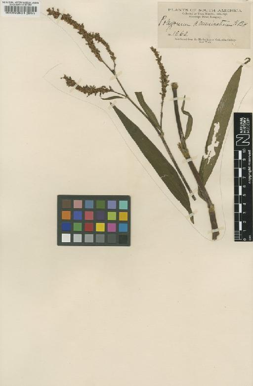 Polygonum acuminatum Kunth - BM000092524