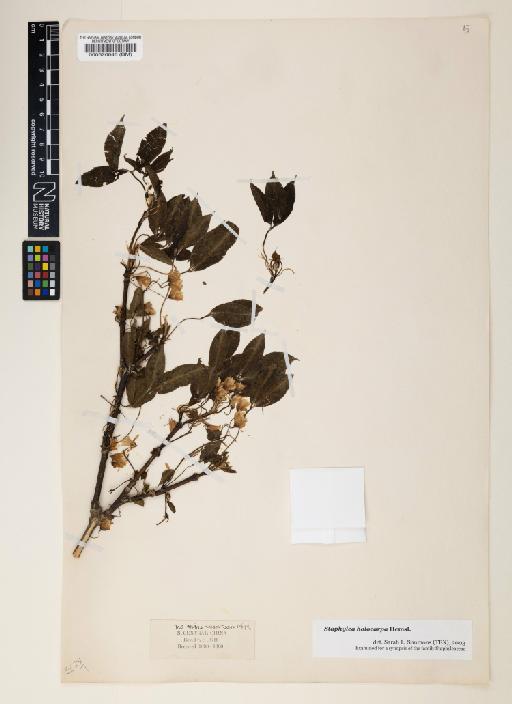 Staphylea holocarpa Hemsl. - 000520645