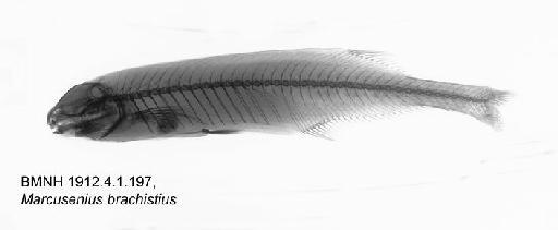 Marcusenius brachistius Boulenger, 1909 - BMNH1912.4.1.197, Marcusenius brachistius