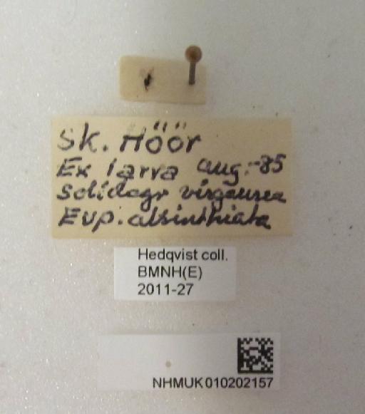 Encyrtidae Walker, 1837 - 010202157 label