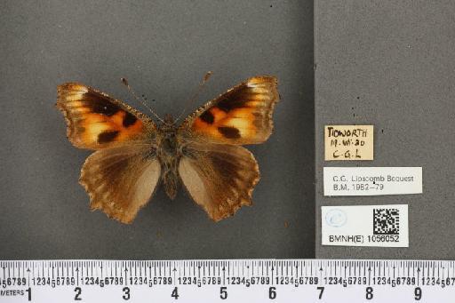 Aglais urticae ab. nigrita Fickert, 1897 - BMNHE_1056052_45433