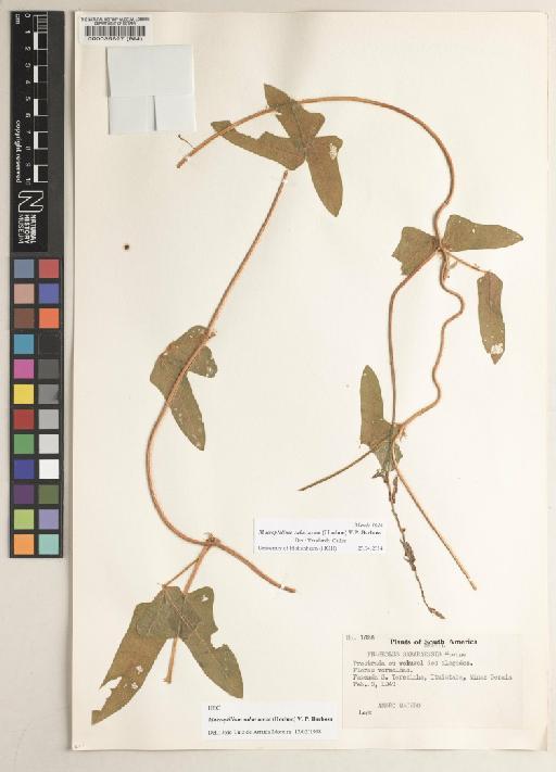 Macroptilium sabaraense (Hoehne) V.P.Barbosa ex G.P.Lewis - BM000035697