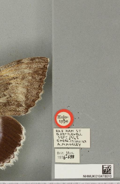 Catocala fraxini ab. suffusa Chalmers-Hunt, 1961 - NHMUK_010478010_label_543197