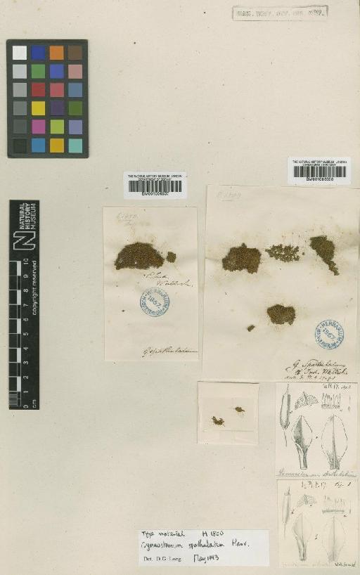 Hyophila spathulata (Harv.) A.Jaeger - BM001006506_a