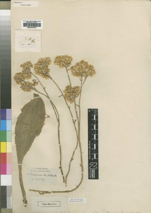 Helichrysum ceres Moore - BM000903997