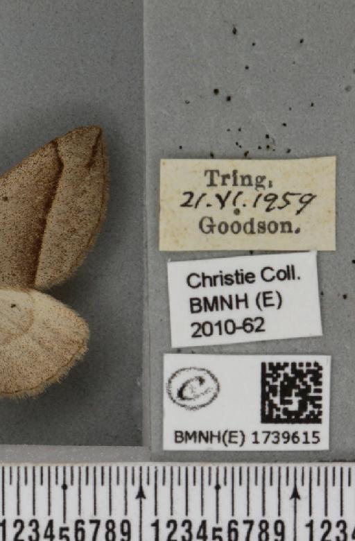 Scotopteryx luridata plumbaria (Fabricius, 1775) - BMNHE_1739615_label_304563