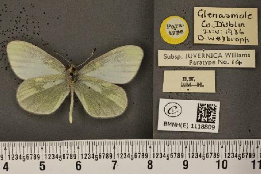 Leptidea sinapis juvernica Williams, 1946 - BMNHE_1118809_74014