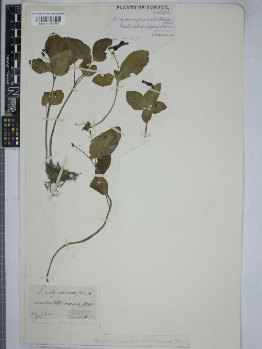 Didymocarpus aromatica - 011025993