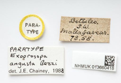 Exoprosopa angusta Bezzi, 1924 - 013660418, PARATYPE, Exoprosopa angusta Bezzi LABELS