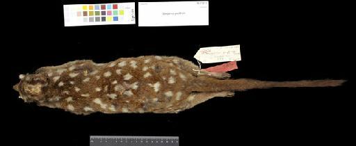 Dasyurus geoffroii Gould, 1840 - 1841.1213_Skin_Dorsal