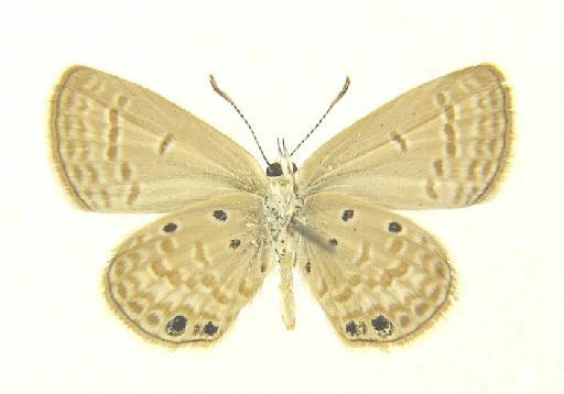 Lachides galba (Lederer, 1855) - Lachides galba (Lederer) male underside