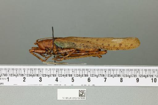 Eumacroxiphus brachyurus (Karny, 1926) - 012497839_reverse