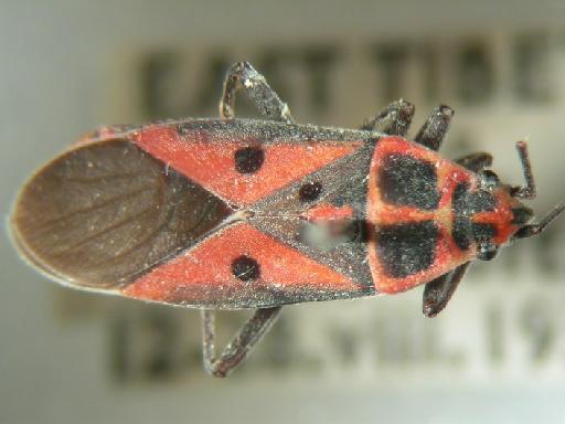 Lygaeus divisus Walker, 1872 - Hemiptera: Lygaeus Pot