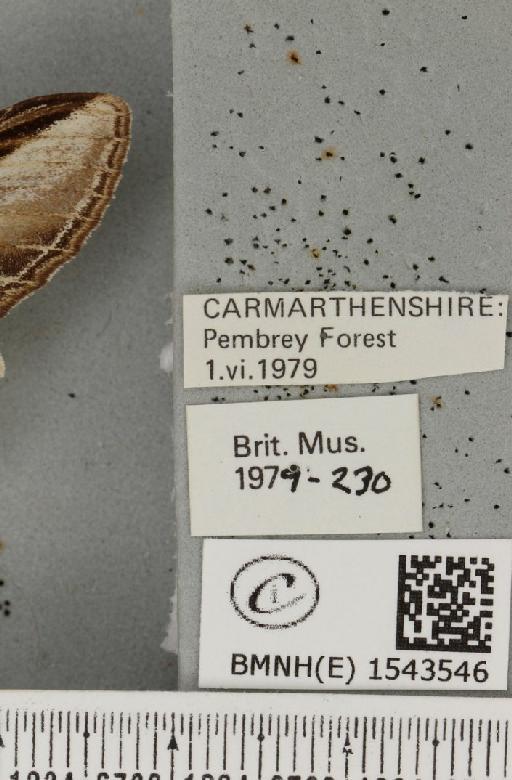 Pheosia tremula (Clerck, 1759) - BMNHE_1543546_label_245624