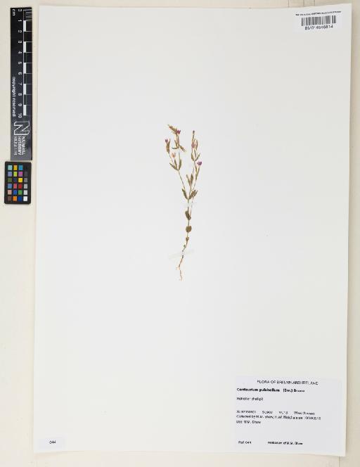 Centaurium pulchellum (Sw.) Druce - 014646814