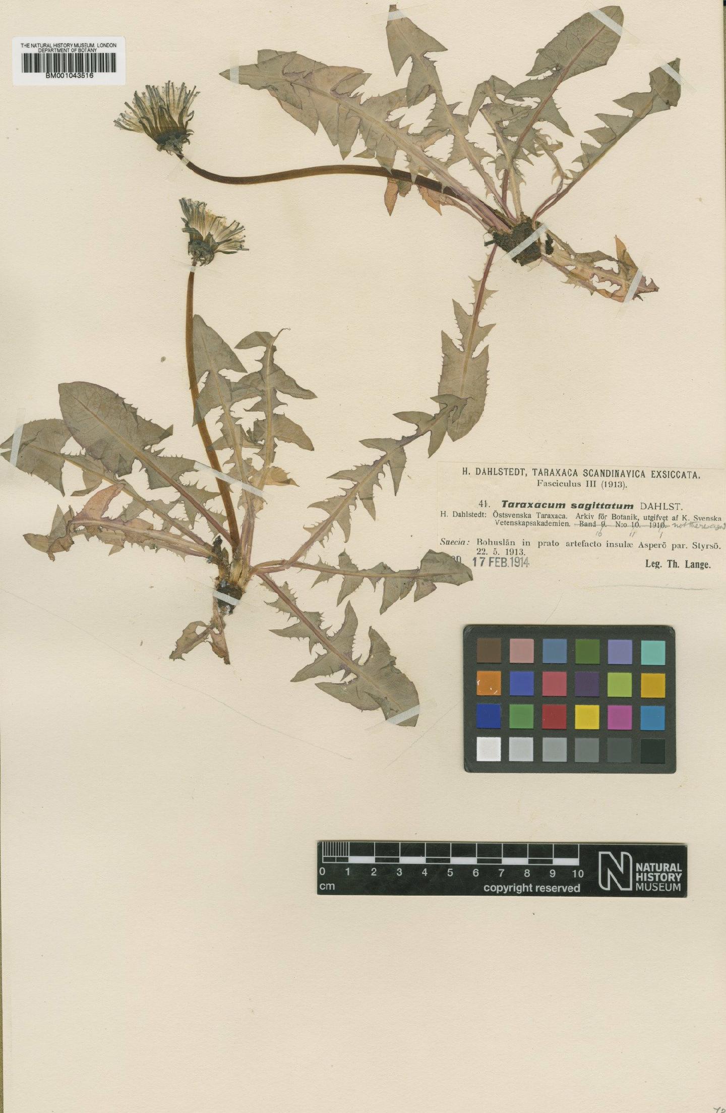 To NHMUK collection (Taraxacum sagittatum Dahlst.; Type; NHMUK:ecatalogue:1999290)
