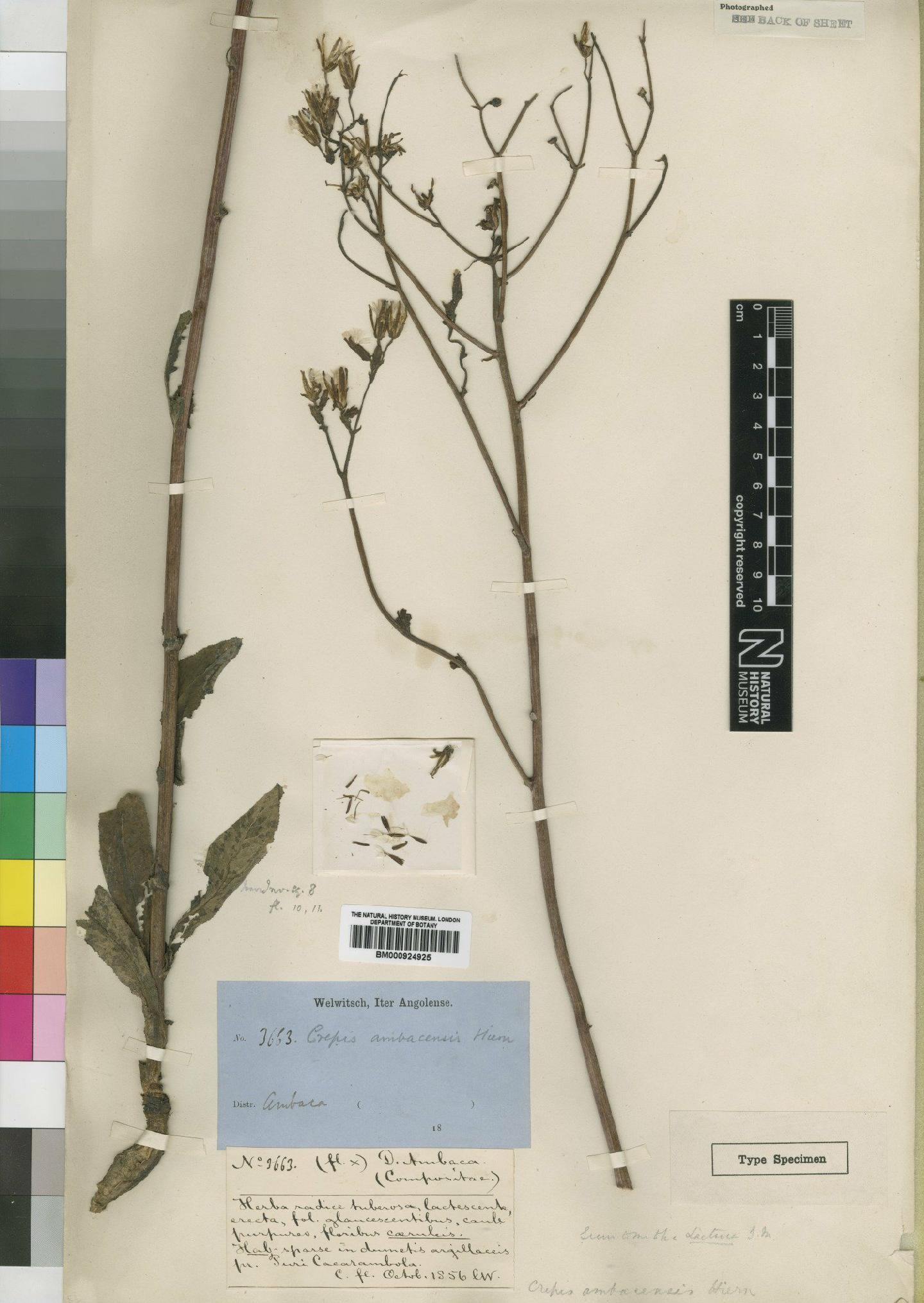 To NHMUK collection (Lactuca ambacensis Hiern; Type; NHMUK:ecatalogue:4553812)